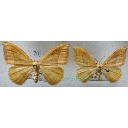 Watsonalla cultraria (Fabricius, 1775) pair Wycinka nożówka Czech70j